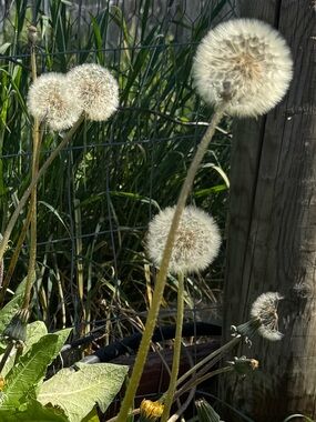 Meet your Posher, Rochelle